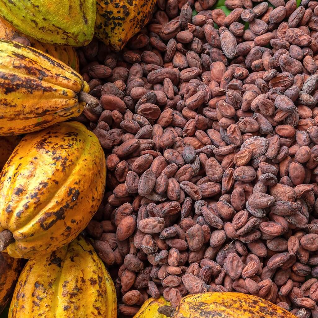 Granos de Cacao